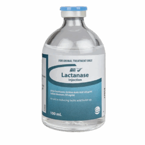 Lactanase Injection